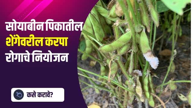 सोयाबीन पिकातील शेंगेवरील करपा रोगाचे नियोजन