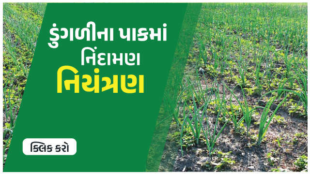 ડુંગળી પાકમાં નીદામણ નિયત્રણ 🌱

