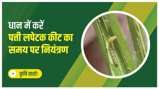 धान में करें पत्ती लपेटक कीट का समय पर नियंत्रण🌾🐛