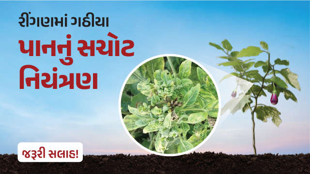 રીંગણમાં ગઠીયા પાનનું સચોટ નિયંત્રણ!