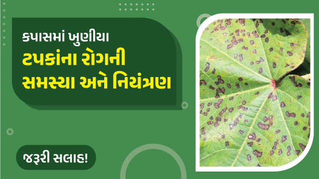 કપાસમાં ખુણીયા ટપકાંના રોગનું નિયંત્રણ!