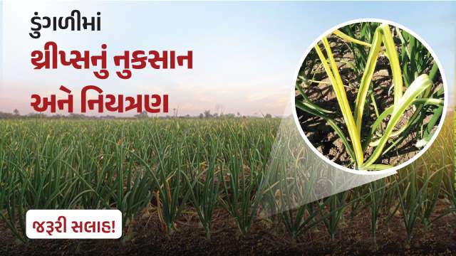 ડુંગળીમાં થ્રીપ્સનું નુકસાન અને નિયત્રણ!