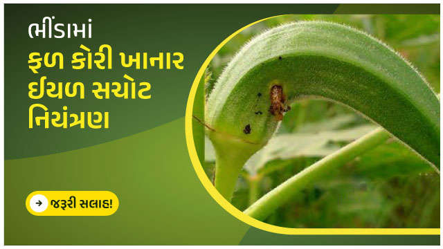 ભીંડામાં ફળ કોરી ખાનાર ઈયળ સચોટ નિયંત્રણ!