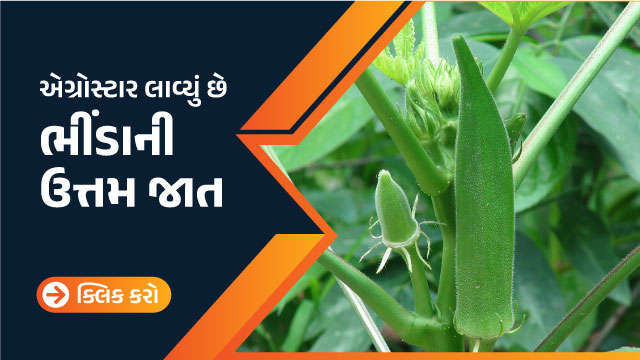 એગ્રોસ્ટાર લાવ્યું છે ભીંડાની ઉત્તમ જાત.