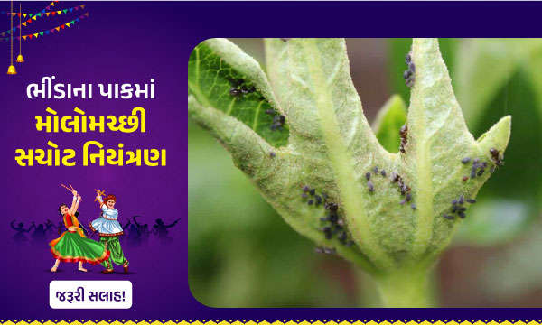 ભીંડાના પાકમાં મોલોમચ્છી સચોટ નિયંત્રણ