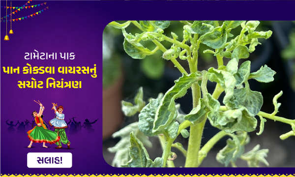 ટામેટાના પાક પાન કોક્ડવા વાયરસનું સચોટ નિયંત્રણ