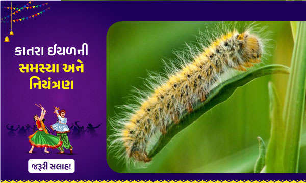 કાતરા ઈયળની સમસ્યા અને નિયંત્રણ