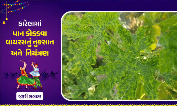 કારેલામાં પાન કોક્ડવા વાયરસનું નુકસાન અને  નિયંત્રણ.