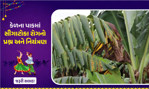 કેળના પાકમાં સીગાટોકા રોગનો પ્રશ્ન અને નિયંત્રણ