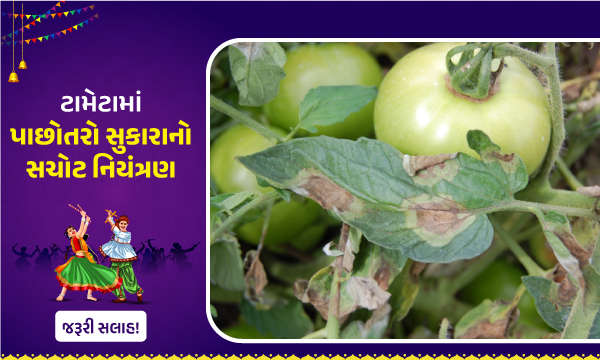 ટામેટામાં પાછોતરો સુકારાનો સચોટ નિયંત્રણ