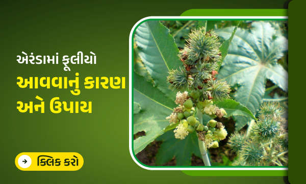 એરંડામાં ફૂલીયો આવવાનું કારણ અને ઉપાય