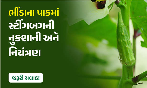 ભીંડાના પાકમાં સ્ટીંગબગની નુકશાની અને નિયંત્રણ