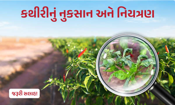  કથીરીનું નુકસાન અને નિયત્રણ