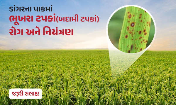 ડાંગરના પાકમાં ભૂખરા ટપકાં(બદામી ટપકાં) રોગ અને નિયંત્રણ