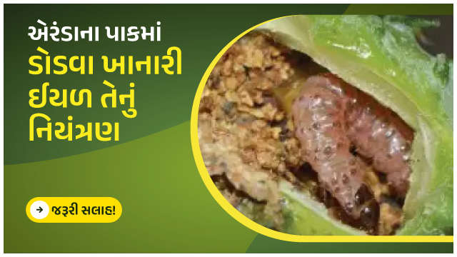 એરંડાના પાકમાં ડોડવા ખાનારી ઈયળ તેનું નિયંત્રણ