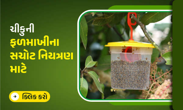 ચીકુની ફળમાખીના સચોટ નિયત્રણ માટે.