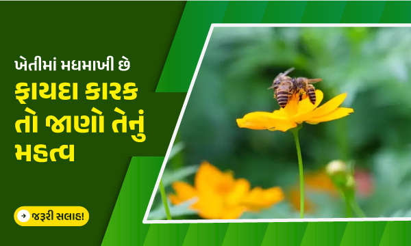 ખેતીમાં મધમાખી છે ફાયદા કારક તો જાણો તેનું મહત્વ