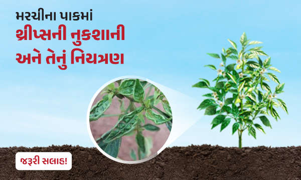 મરચીના પાકમાં થ્રીપ્સની નુકશાની અને તેનું નિયત્રણ.