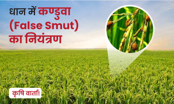 धान में कण्डुवा (False Smut) का नियंत्रण 