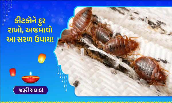 કીટકોને દુર રાખો, અજમાવો આ સરળ ઉપાય!