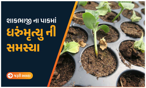 શાકભાજી ના પાકમાં ધરુંમૃત્યુ ની સમસ્યા