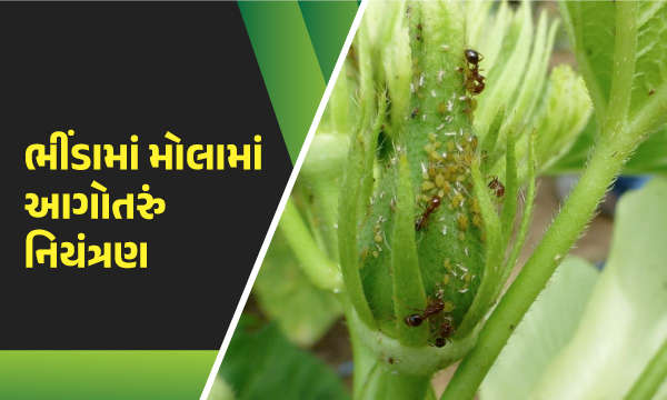 ભીંડામાં મોલામાં આગોતરું નિયંત્રણ