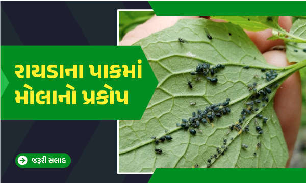 રાયડાના પાકમાં મોલાનો પ્રકોપ