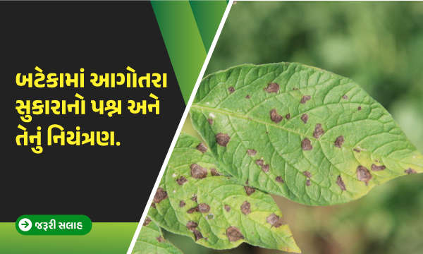 બટેકામાં આગોતરા સુકારાનો પશ્ન અને તેનું નિયંત્રણ.