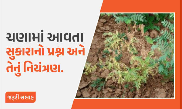 ચણામાં આવતા સુકારાનો પ્રશ્ન અને તેનું નિયંત્રણ.