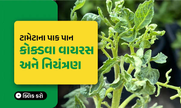 ટામેટાના પાક પાન કોક્ડવા વાયરસ અને નિયંત્રણ