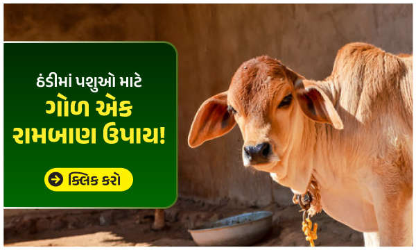 ઠંડીમાં પશુઓ માટે ગોળ એક રામબાણ ઉપાય!