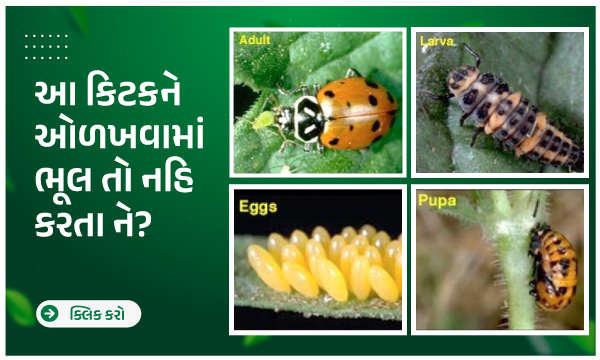 આ કિટકને ઓળખવામાં ભૂલ તો નહિ કરતા ને ? 