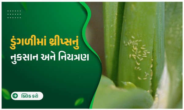 ડુંગળીમાં થ્રીપ્સનું નુકસાન અને નિયત્રણ 