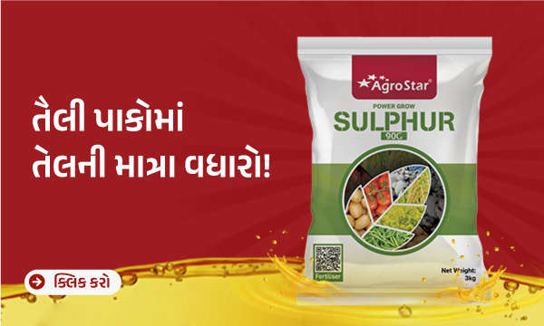 તૈલી પાકોમાં તેલની માત્રા વધારો!