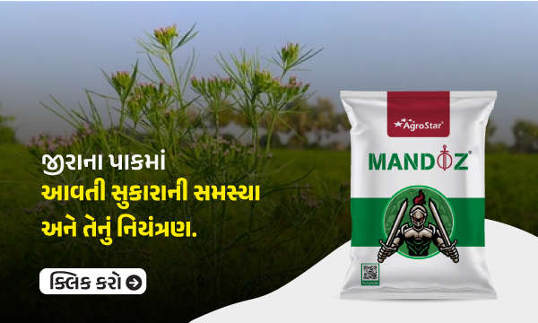 જીરાના પાકમાં આવતી સુકારાની સમસ્યા અને તેનું નિયંત્રણ.