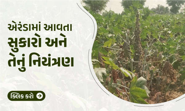 એરંડામાં આવતા સુકારા વિશે જાણો અને તેનું સચોટ નિયંત્રણ.