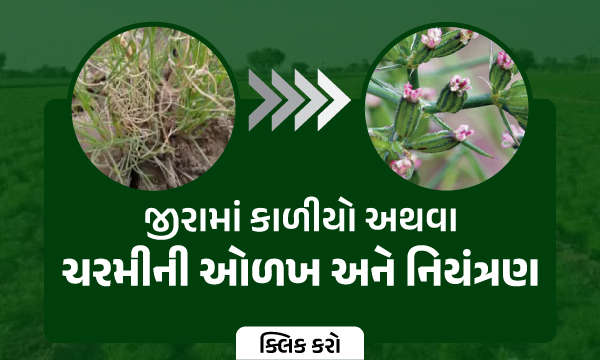 જીરામાં કાળીયો અથવા ચરમીની ઓળખ અને નિયંત્રણ