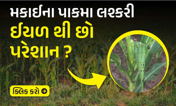 મકાઈના પાકમા પુંછડે ચાર ટપકાંવાળી લશ્કરી ઈયળ અને નિયંત્રણ