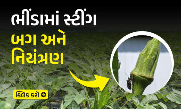 ભીંડામાં સ્ટીંગ બગ અને નિયંત્રણ