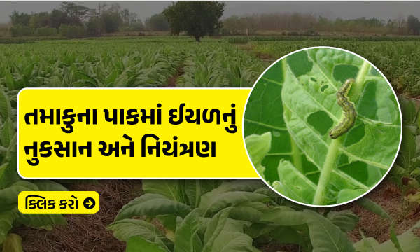 તમાકુના પાકમાં ઈયળનું નુકસાન અને નિયંત્રણ: