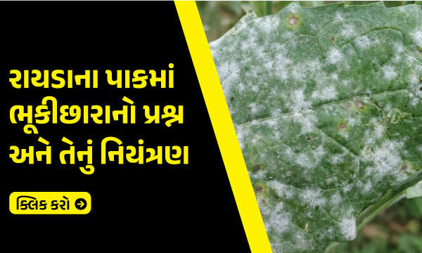 રાયડાના પાકમાં ભૂકીછારાનો પ્રશ્ન અને તેનું નિયંત્રણ