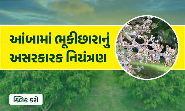 આંબામાં ભૂકીછારનું  અસરકારક નિયંત્રણ 