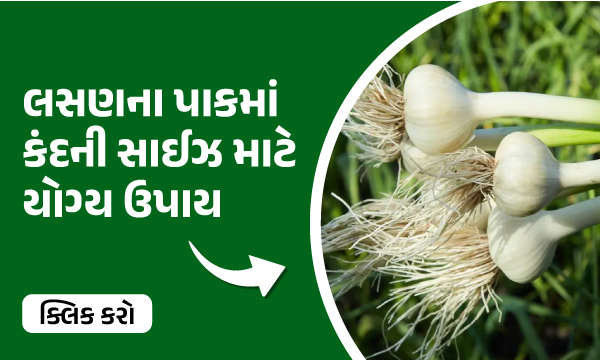 લસણના પાકમાં કંદની સાઈઝ માટે યોગ્ય ઉપાય 