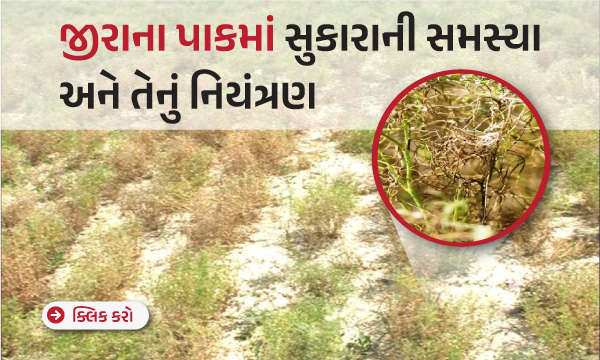 જીરાના પાકમાં સુકારાની સમસ્યા અને તેનું નિયંત્રણ.