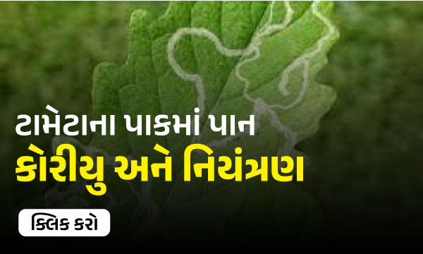 ટામેટાના પાકમાં પાન કોરીયુ અને નિયંત્રણ 