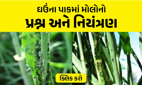 ઘઉંના પાકમાં મોલોનો પ્રશ્ન અને નિયંત્રણ