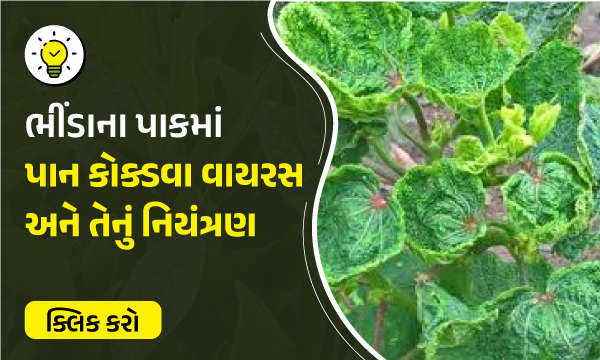 ભીંડાના પાકમાં પાન કોક્ડવા વાયરસ અને તેનું નિયંત્રણ