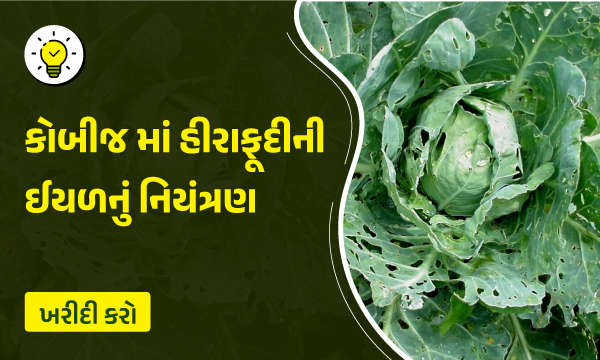 કોબીજમાં હીરાફૂદું અને નિયંત્રણ