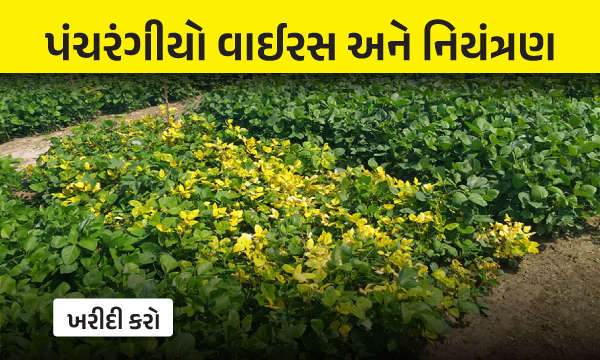 પંચરંગીયો વાઈરસ અને નિયંત્રણ