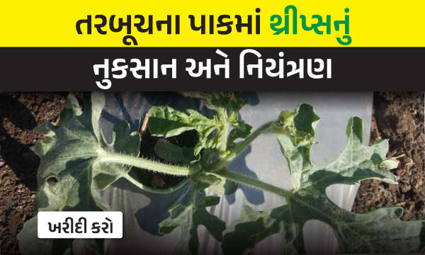 તરબૂચના પાકમાં થ્રીપ્સનું નુકસાન અને નિયંત્રણ